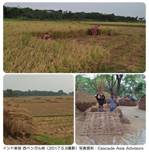 終盤を迎えるラビ米の収穫作業（インド）
